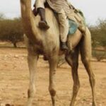 Omar al-Bashir - Famous Politician