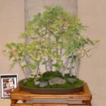 Gloria Stuart - Famous Artist